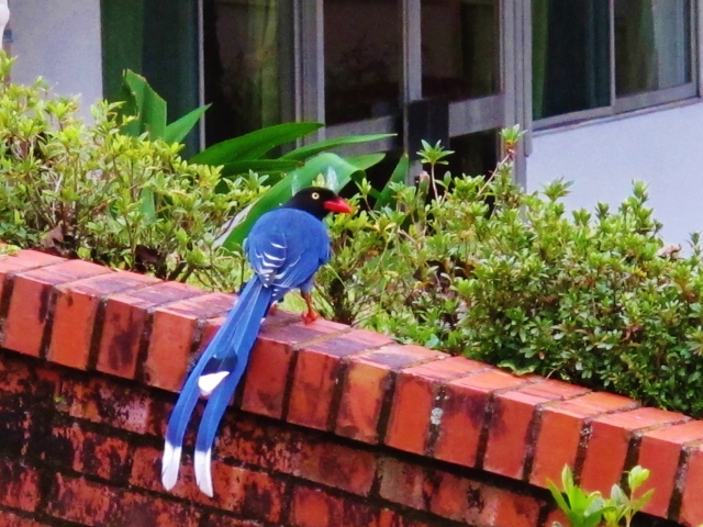 Taiwan Blue Magpie, Huisun, Taiwan, December 2013.