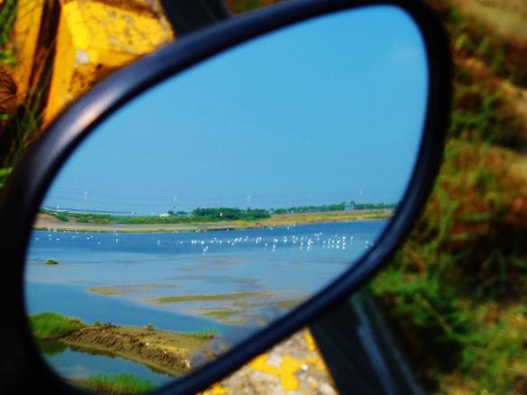 View in my scooter's mirror of the wetlands at Km 134.5 on Highway 17, which today were absolutely teeming with egrets, terns and passage waders.