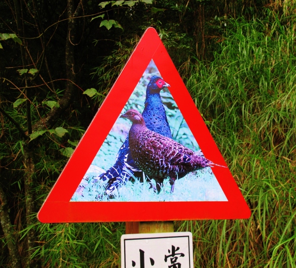 Warning sign at Dasyueshan Km 47 .... these were the only Mikado Pheasants I saw despite spending around four hours at the stakeout.